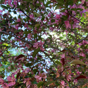 Meet your Posher, Riley